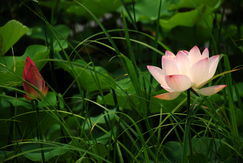 野荷 摄影 船过水无痕