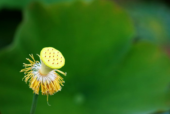 红衣脱尽芳心苦 摄影 林木