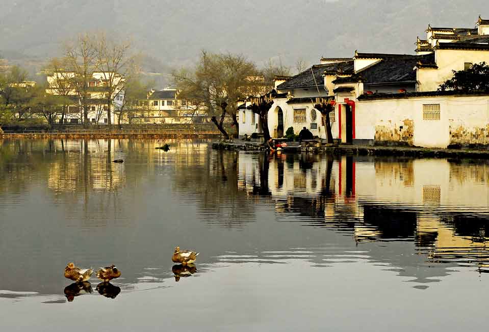 宏  村 摄影 短颈鹿