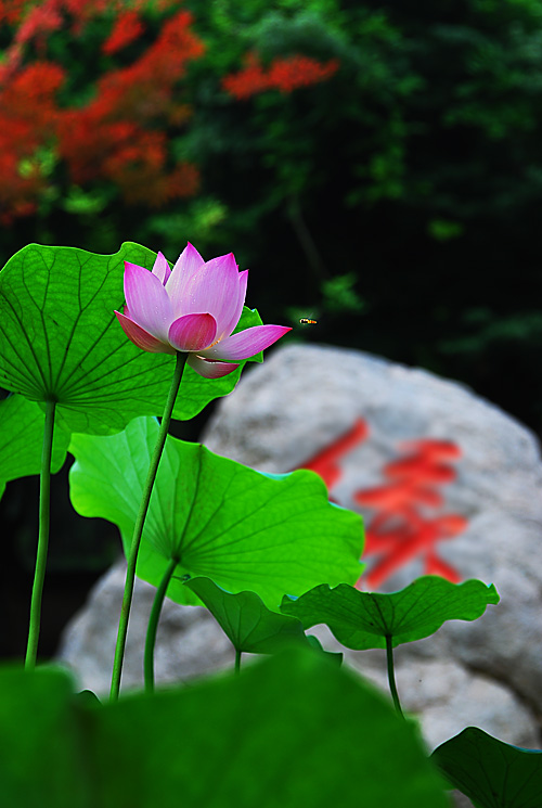 荷(八) 摄影 浪漫