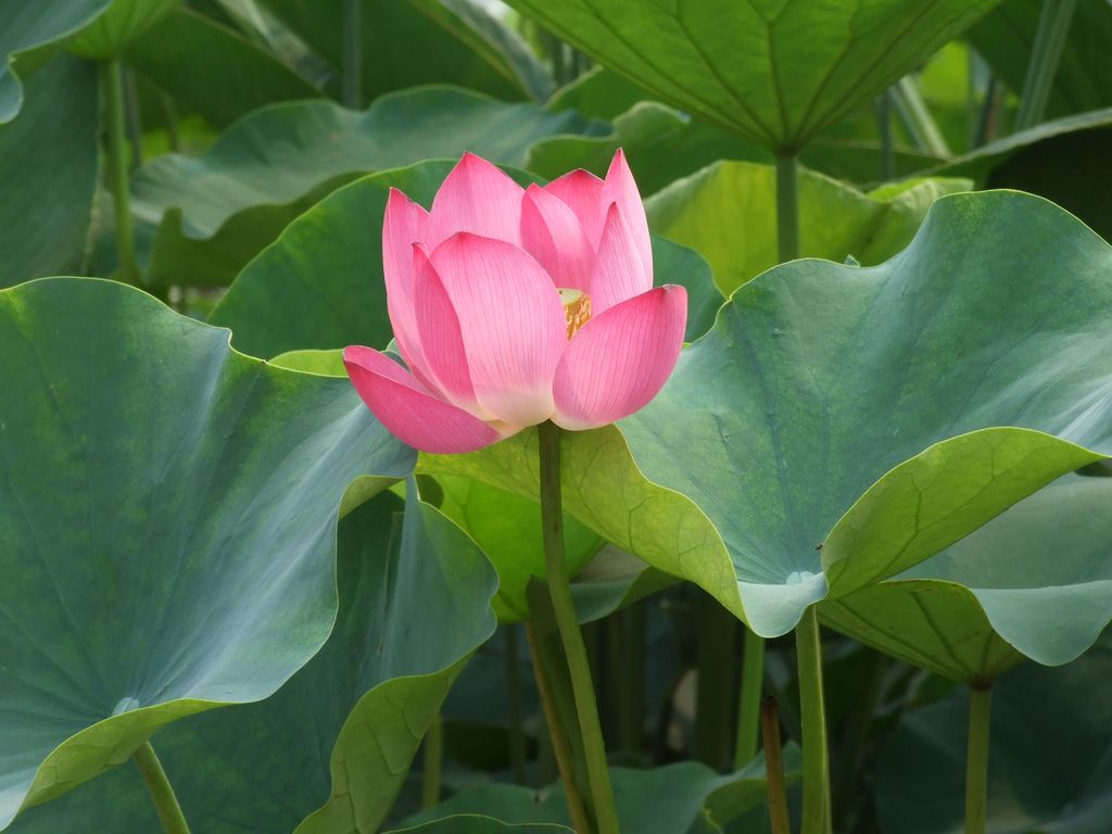 圆明园的荷花 摄影 纯洁的老陈