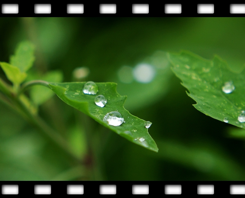 雨后草叶 摄影 烤红芋