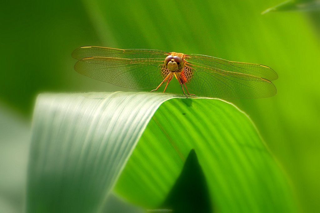 蜻蜓 摄影 hanxiaorong