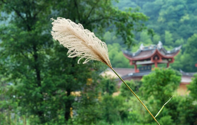 寺前芦苇风中飘 摄影 亥老二