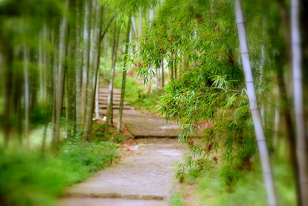 林中的小路 摄影 彼岸的风景