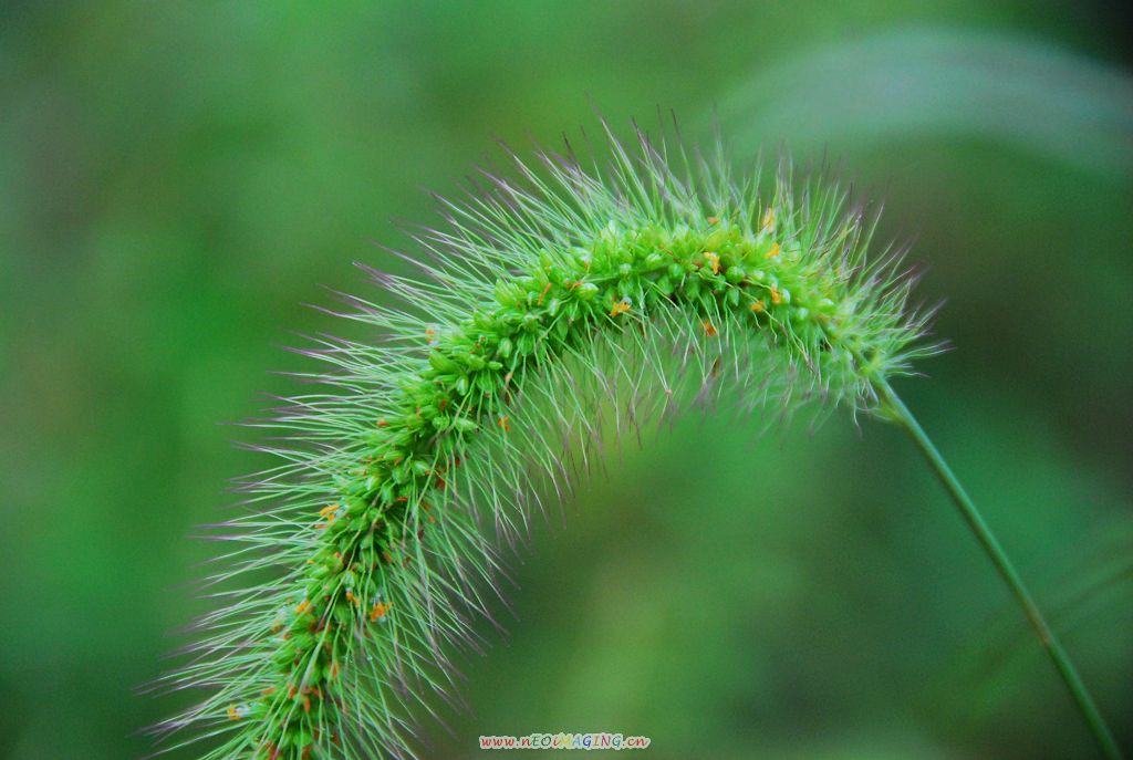 狗尾巴草 摄影 晴童