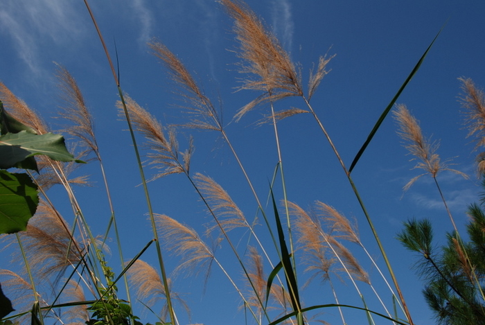 夏日风情 摄影 永远顺风