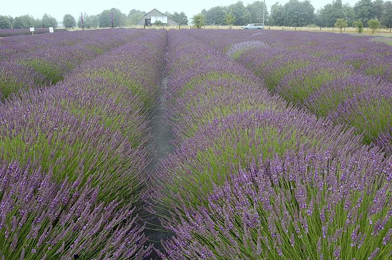 Lavender Festival 摄影 seattle