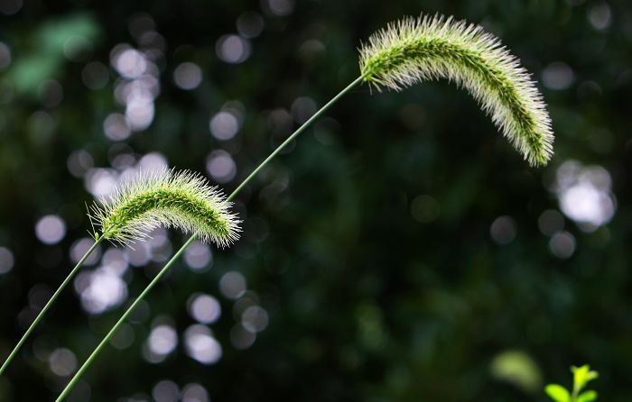 鼠尾草 摄影 最好色