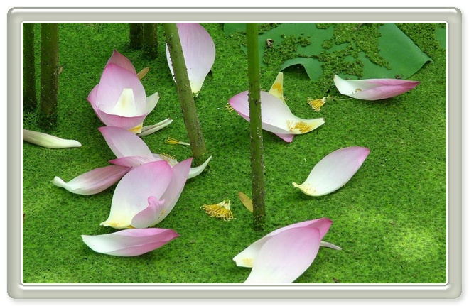 花瓣雨 摄影 静听花开