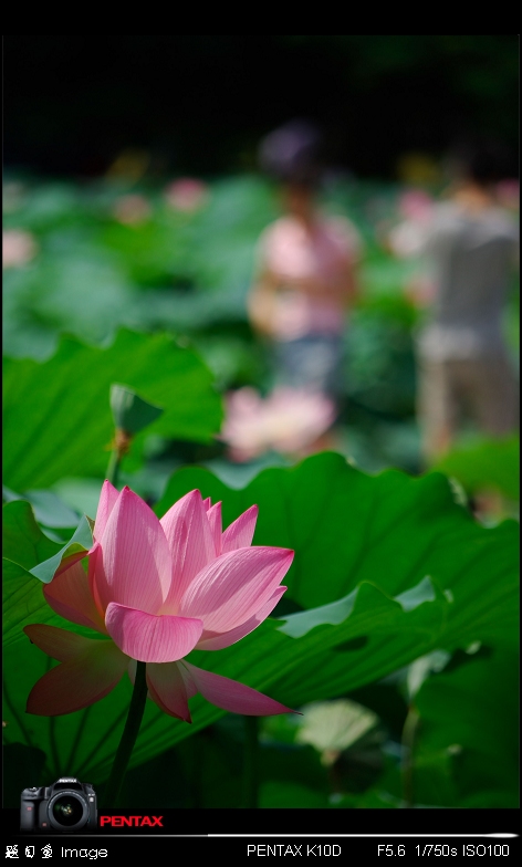 人语花间 摄影 题目鱼