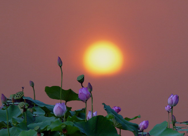 夕阳西下落荷塘观赏荷花 摄影 中原风色友