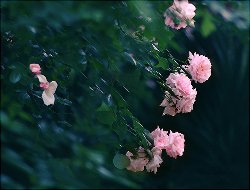 飞花 摄影 芳芳草