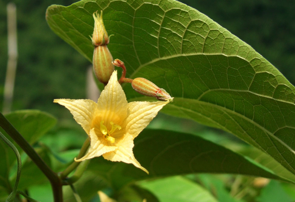 永福罗汉果花 摄影 登云山庄