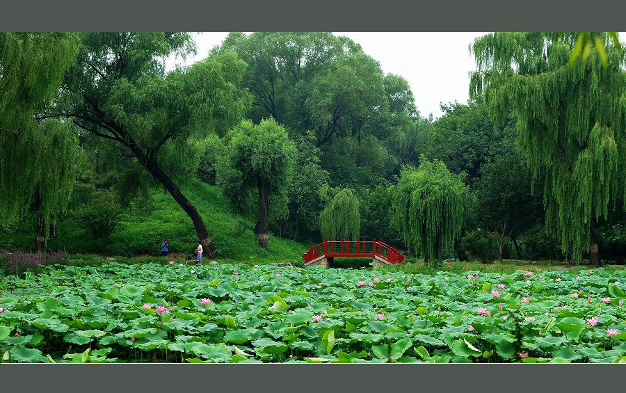 仲夏时节 摄影 高枕无忧