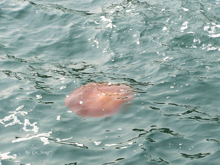 近海巡游-10-海蜇 摄影 晓南