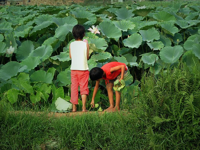 夏日捡莲花 摄影 乐在棋中