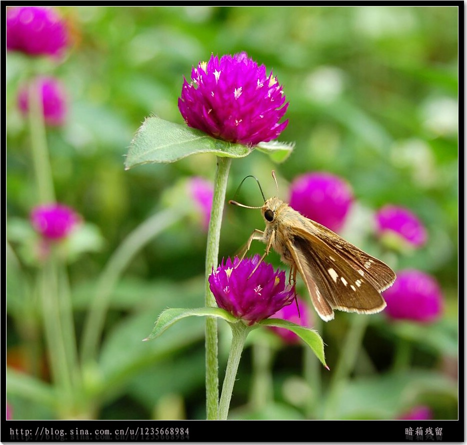 恋 摄影 暗香残留