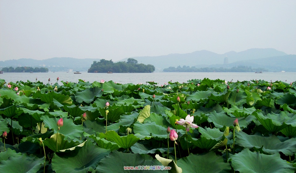 西子湖畔 摄影 白桦林381