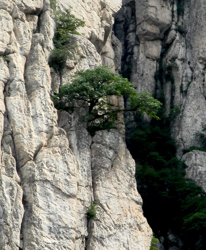 岩树 摄影 嵩风