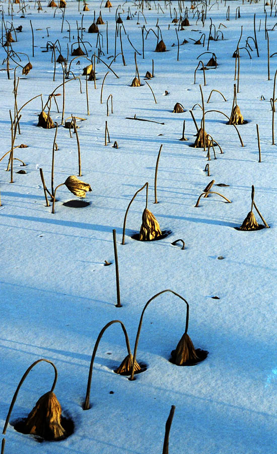 残荷晴雪 摄影 塞上星点