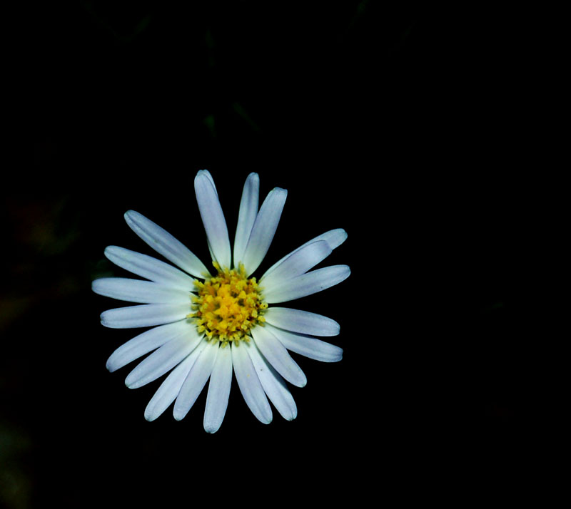 小花 摄影 梅花拳