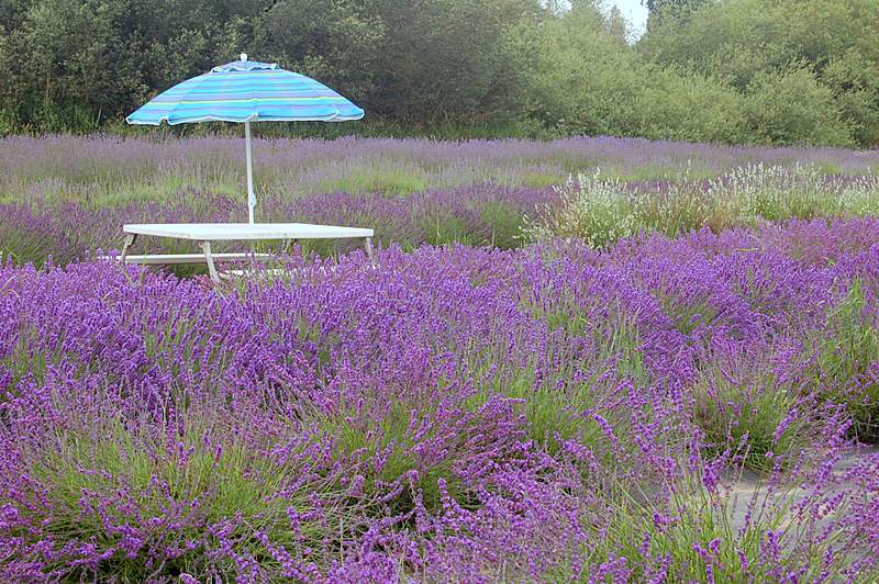 Lavender Blossom 摄影 seattle