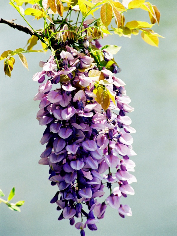 紫藤花 摄影 zhenshan