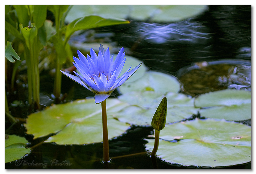 Waterlily（睡莲） 摄影 Bokang