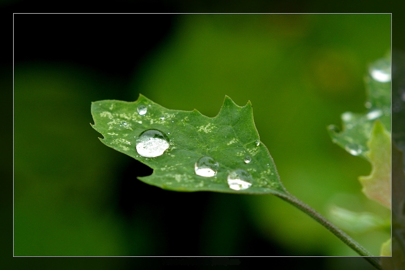 掌上明珠 摄影 烤红芋