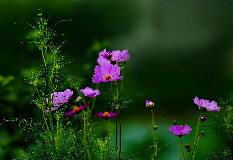 路边花 摄影 暮色苍茫