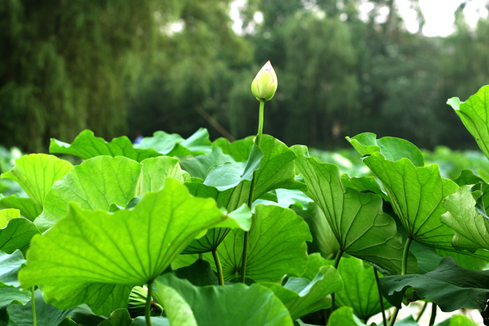 独占鳌头 摄影 高烧39度