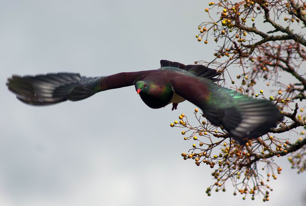 Kereru-New Zealand Pigeon 摄影 kiwi鸟