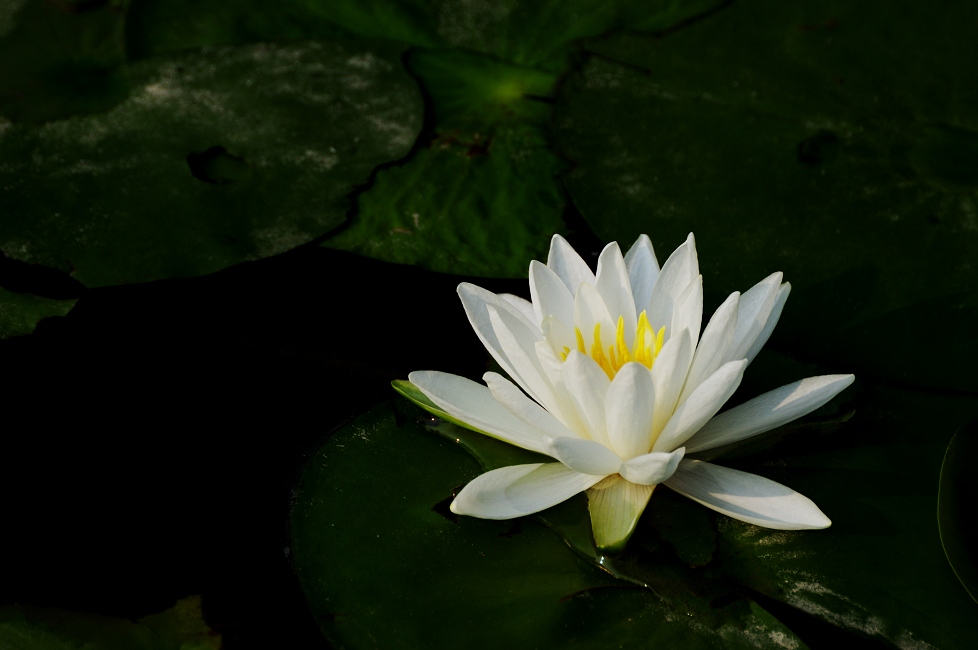 睡莲 摄影 静野