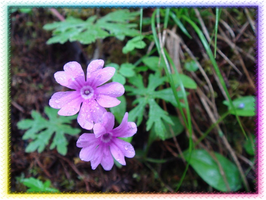 那些花儿 摄影 杜鹃花