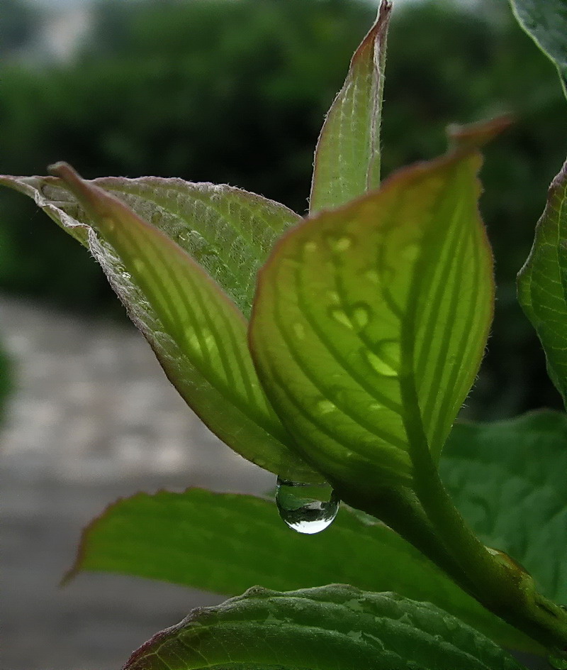 留 恋 摄影 月溪幽兰