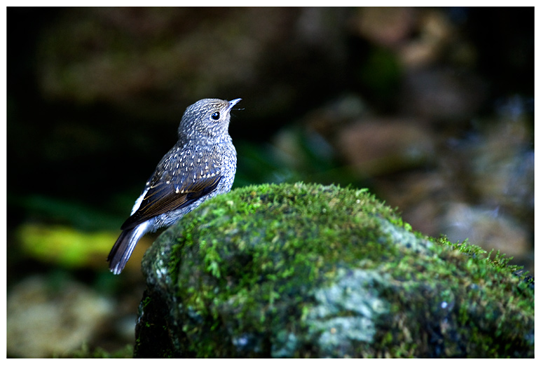 小神气 摄影 pigeon