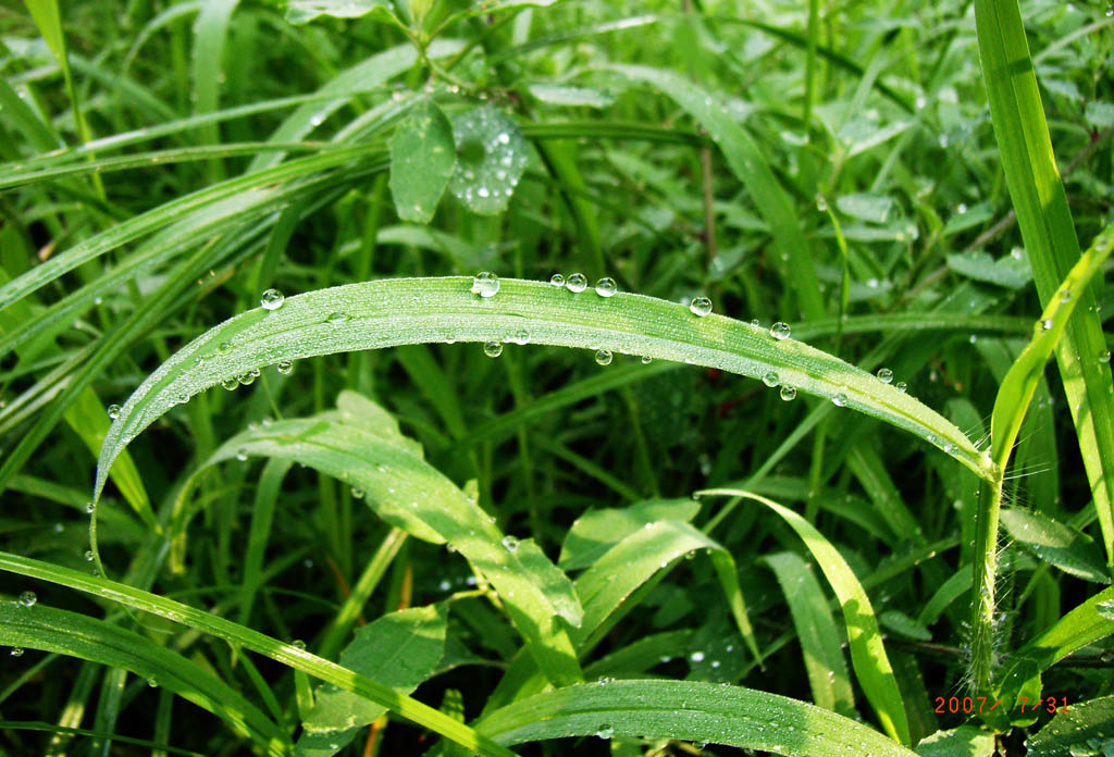 雨的脚步 摄影 菲儿