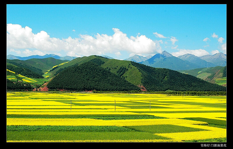 青海行 门源油菜花 摄影 阳光可乐