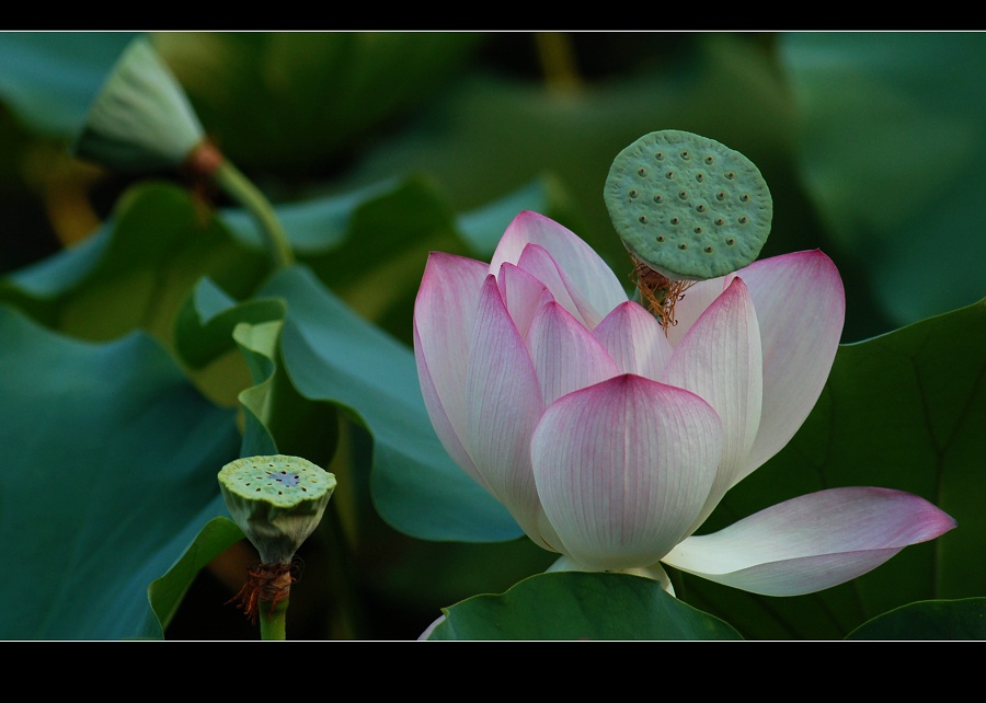 开花结果 摄影 雨舟行