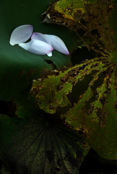 红藕香残花飘零 摄影 天海朗心