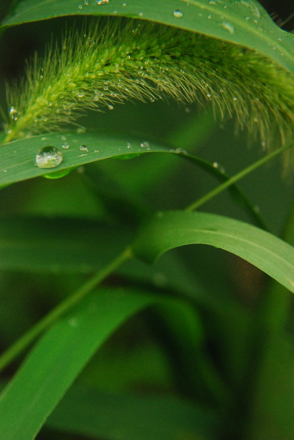 天使泪 摄影 朱浩菡