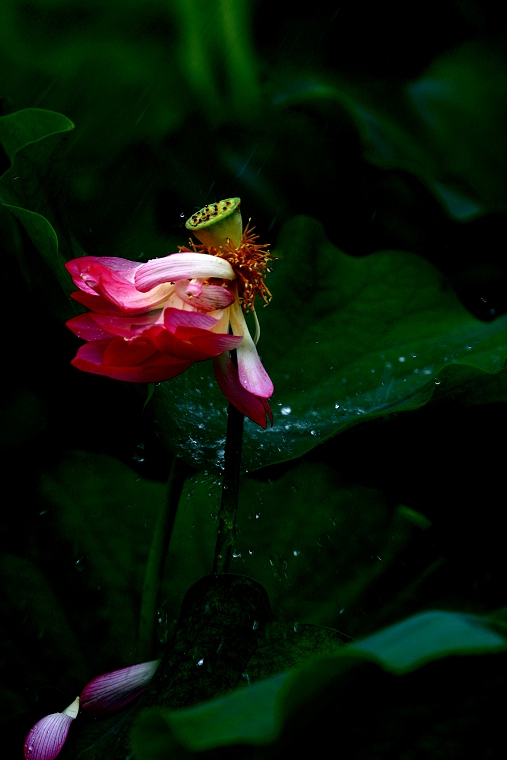 雨荷 摄影 艺术家GG