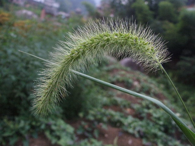 狗尾草 摄影 游志明