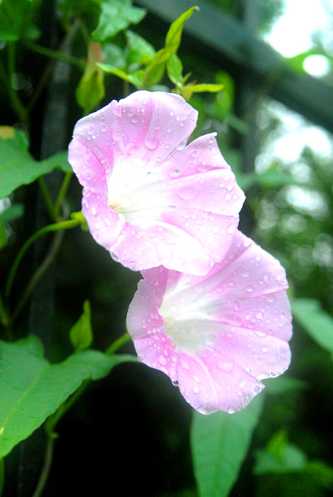 牵牛花 摄影 墨野