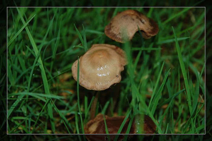 小蘑菇 摄影 划翔的青鸟