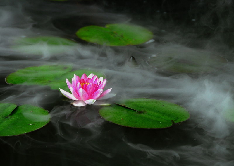 雾里看花 摄影 黔风