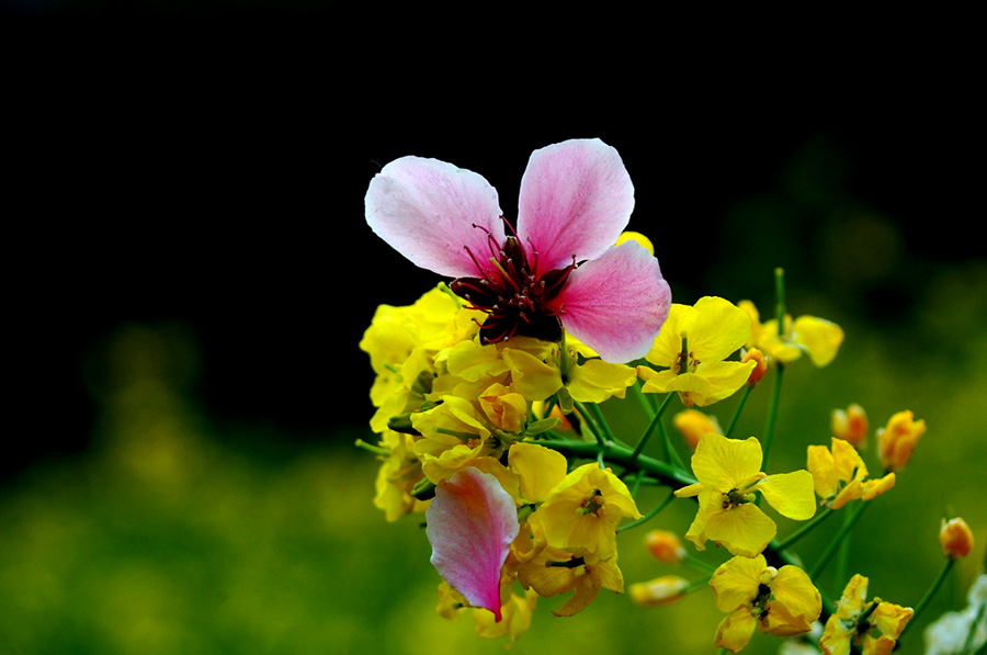 二花争艳 摄影 水影月