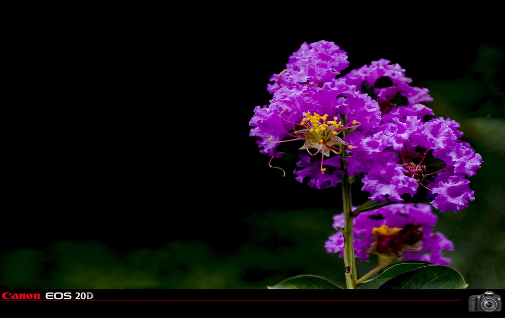 好漂亮的花 摄影 海歌