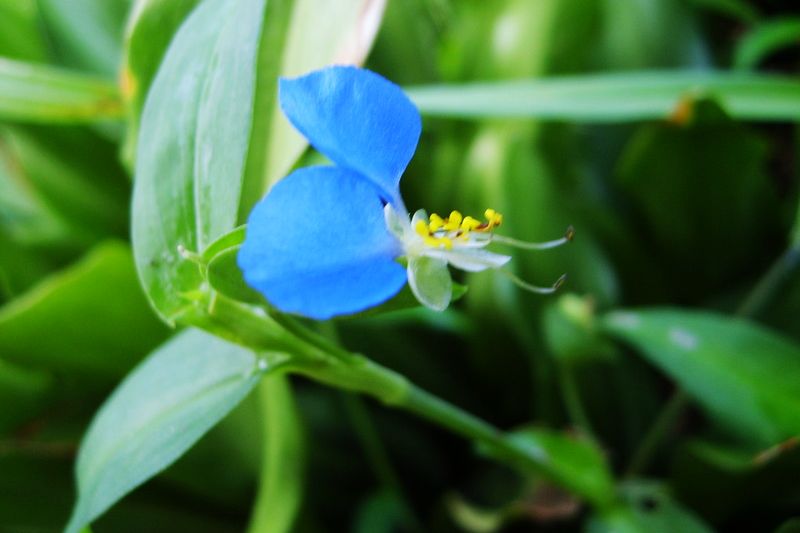 花儿开·蝶舞 摄影 小唐虫